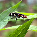 Square-headed Wasp