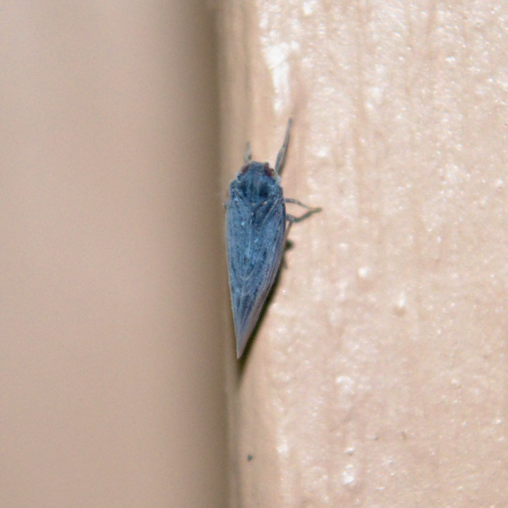 Cedusa Planthopper