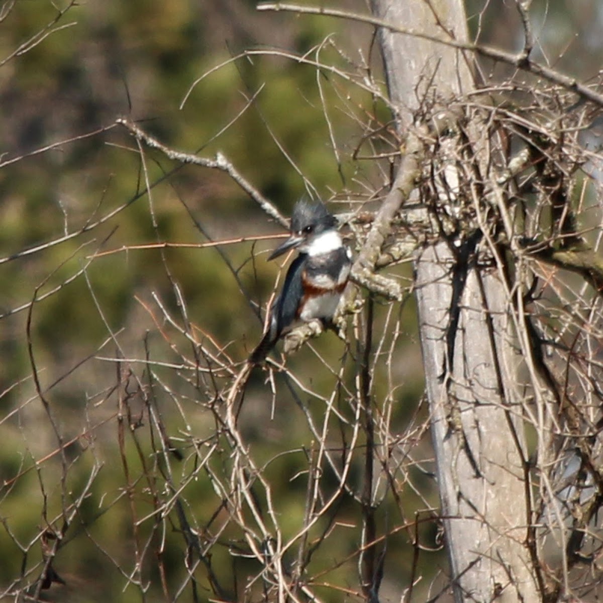 Belted Kingfisher (Female)