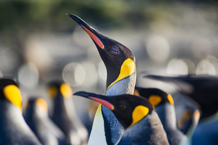 Get up close and personal with king penguins on your Ponant cruise to Antarctica. 