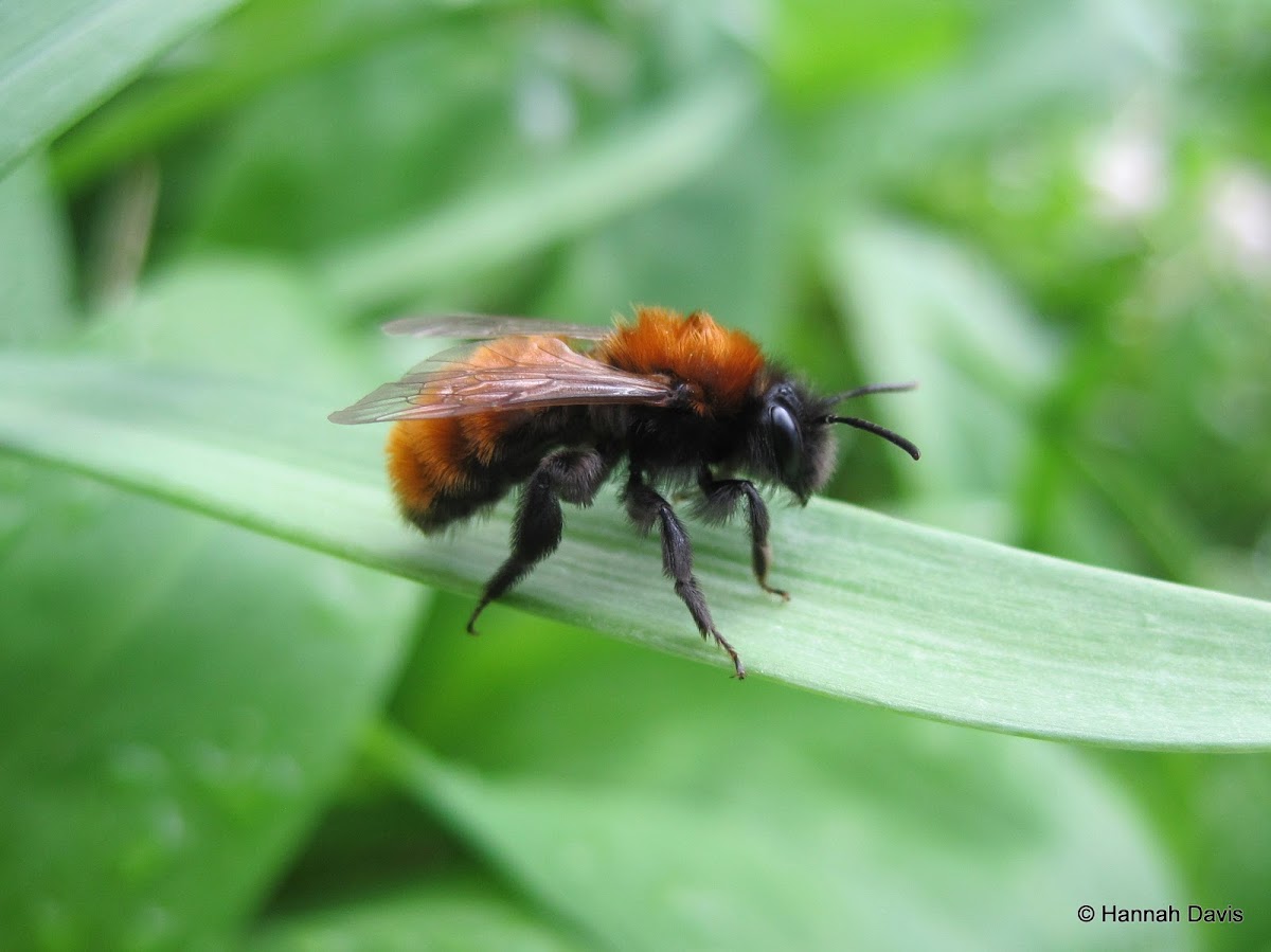 Tawny mining bee