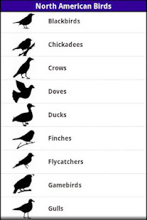 American Birds!(圖1)-速報App