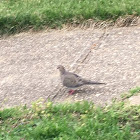 Mourning Dove