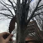 Honey Locust