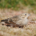 Chestnut-collared Longspur