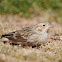 Chestnut-collared Longspur