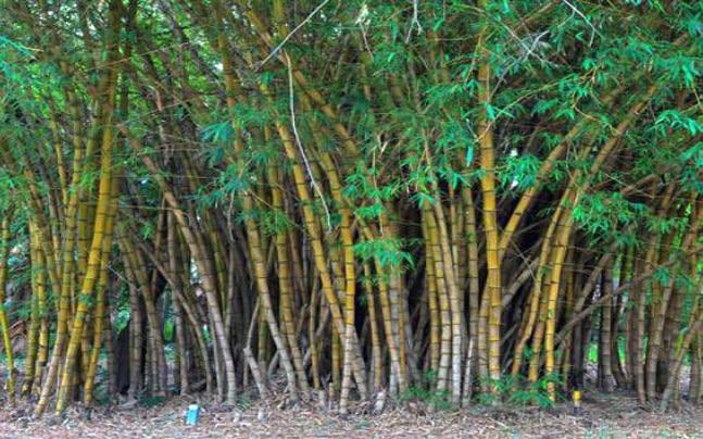 Image result for bamboo tree"