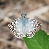 Tropical Checkered Skipper (male)