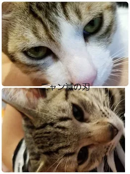 予告と猫紹介！