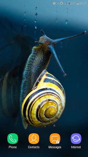 Snail Wallpaper