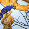 Arara-azul-grande (Hyacinth Macaw)