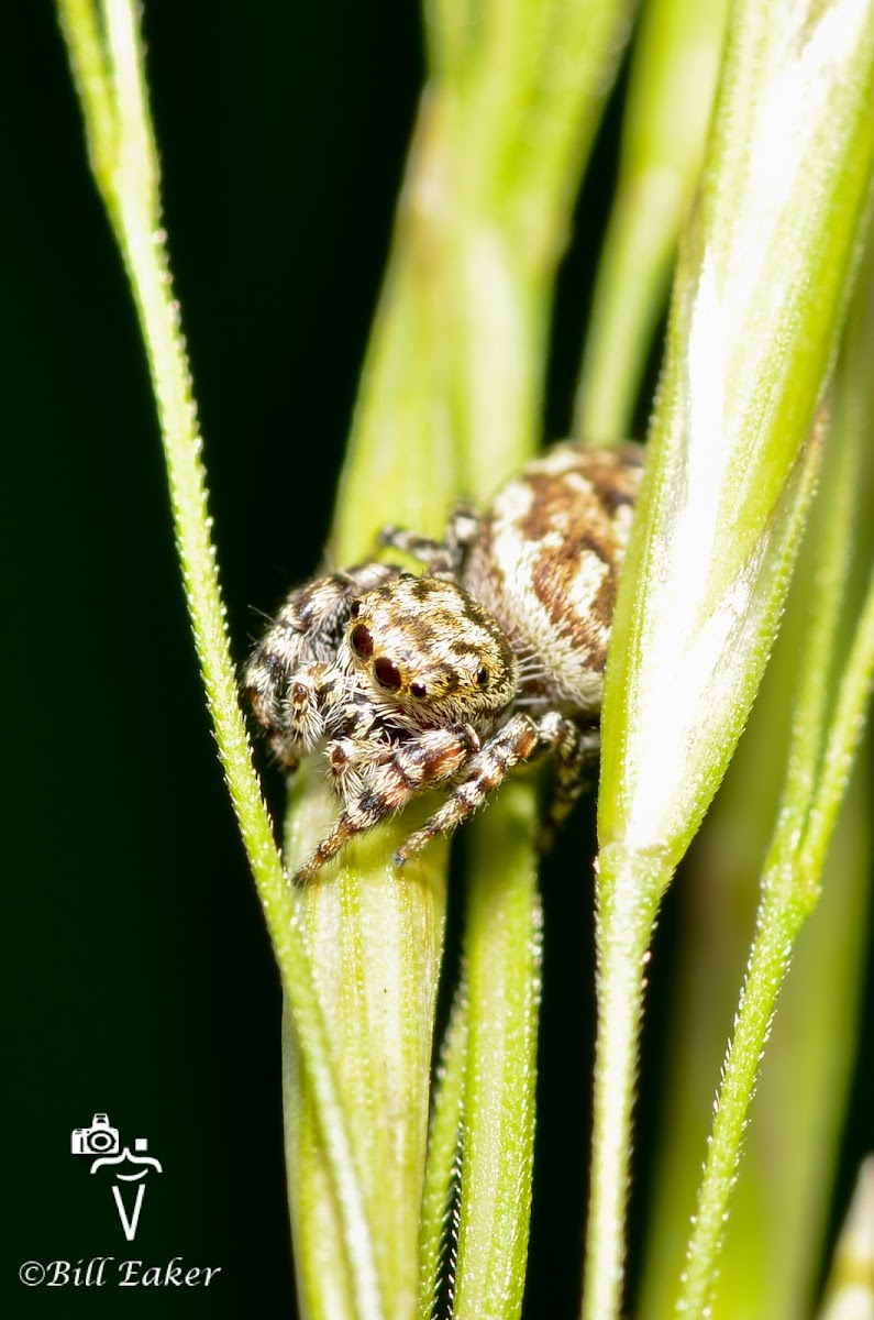 Peppered Jumper