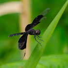 Libélula (Dragonfly)