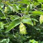 American hophornbeam