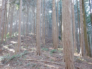 尾根は歩きやすい斜面