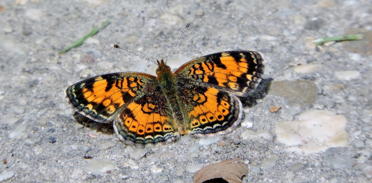 Pearl Crescent butterfly