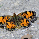 Pearl Crescent butterfly