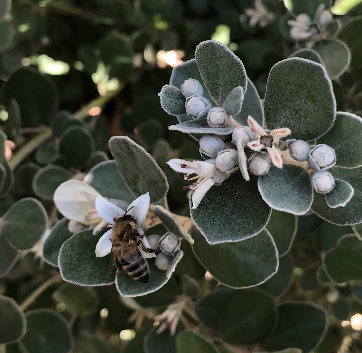 Blue-banded bee