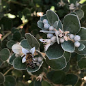 Blue-banded bee