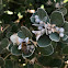 Blue-banded bee