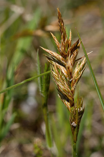 Carex arenaria