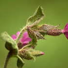 Red campion