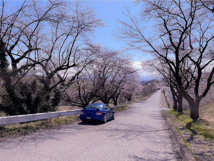 インプレッサ WRXのサクラと愛車・SUBARU・インプレッサWRX・fifteen52・gdaに関するカスタム事例の投稿画像2枚目