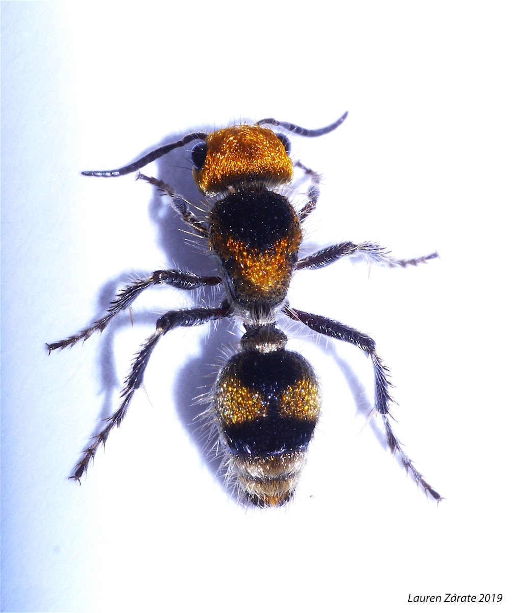 Velvet Ant