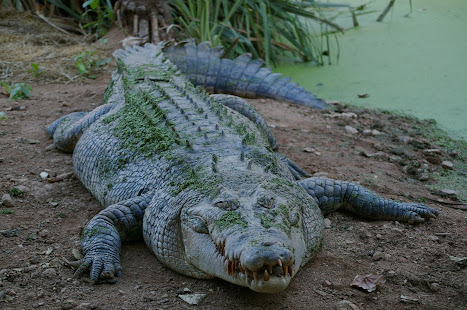 Crocodile Wallpaper HD(圖1)-速報App