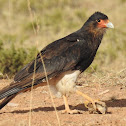 Mountain Caracara