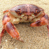 Convex Crab, Convex Reef Crab, Variable Coral Crab