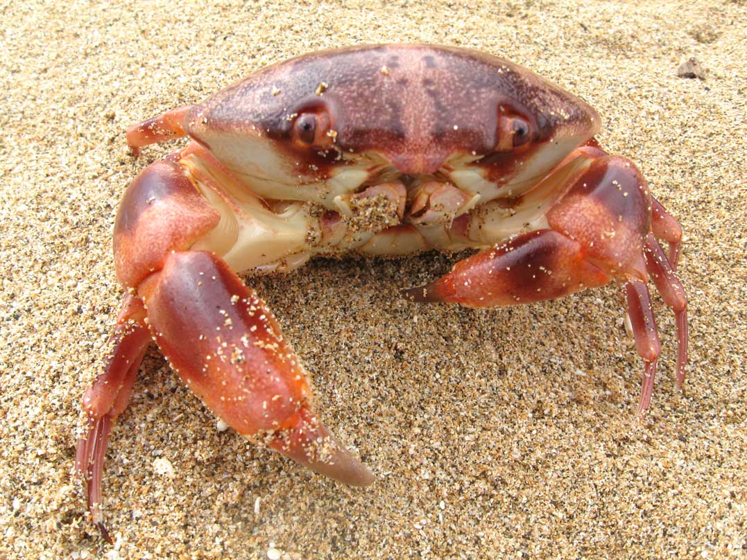 Convex Crab, Convex Reef Crab, Variable Coral Crab