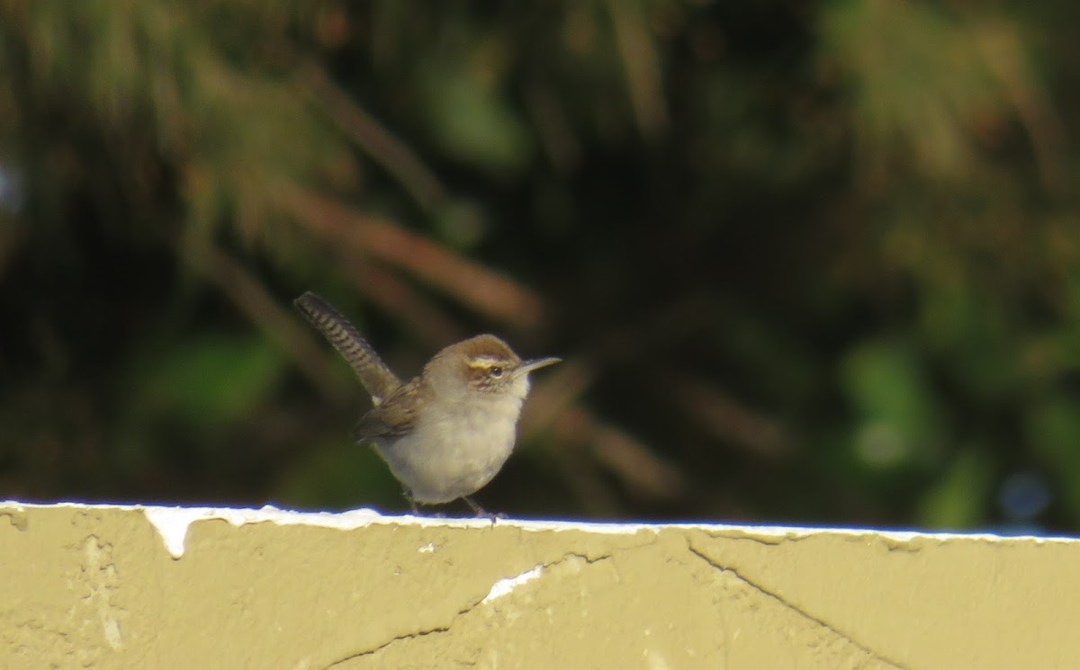 Bewick’s Wren