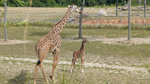 Giraffe-ic Park thumbnail