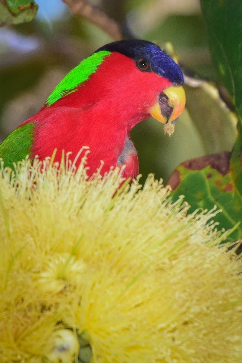 Collared Lory