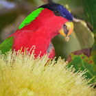 Collared Lory