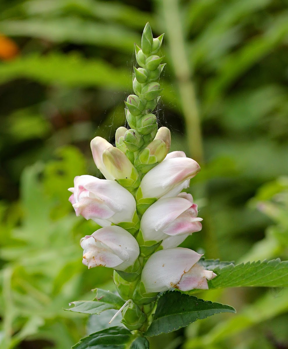 White Turtlehead