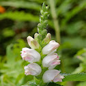 White Turtlehead