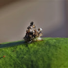 Lacewing larvae