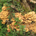 Honey fungus