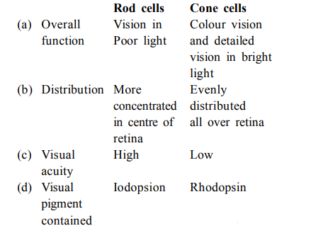 Eyes (Organs of Sight)