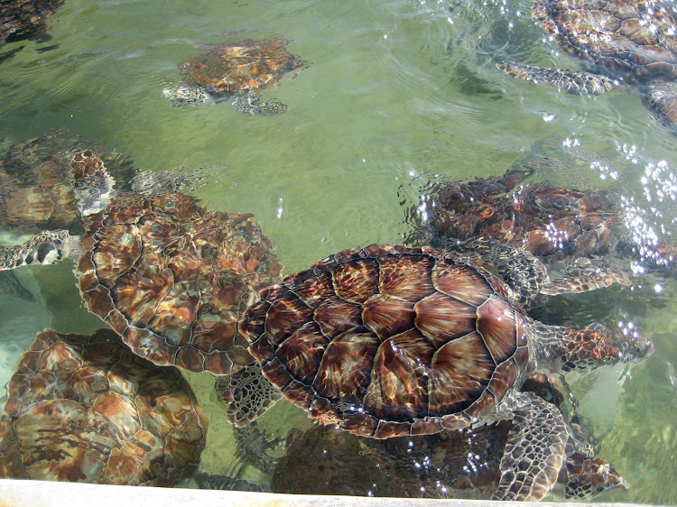 The turtle pool at the Grand Cayman Turtle Farm.