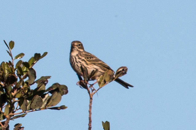 Meadow Pipit; Bisbita Común