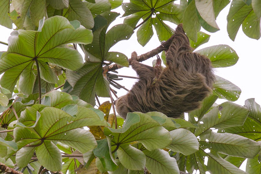 sloth-in-panama.jpg -  A sloth we spotted in the Gamboa rainforest in Panama. 