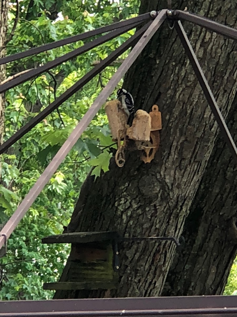 Red Headed Woodpecker