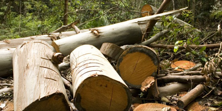 Illegal logging in Tunisia is on the rise as the country continues to feel the effect of a Covid-19 clampdown.