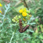 Cinnabar Moth