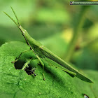 Smaller Longheaded Locust