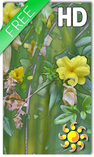 How to install Flower Picture LWP 1.1 mod apk for android