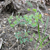 rue anemone